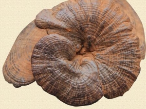 ��֥�Ĺ�Ч������