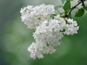 �׶���Ĺ�Ч������ ������Ŀ