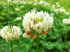 �׳���ݵĹ�Ч������  ������Ѫ����