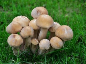 Ģ���Ĺ�Ч������ Ģ����ʳ�÷���