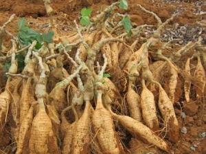 ����Ĺ�Ч������ �����⼡ ͸��ֹк ����ֹ��