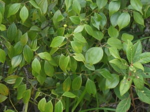 ��ľ��Ĺ�Ч������ ��ľ��ļ��𷽷�