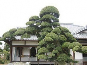 �޺��ɵĹ�Ч������ ��Ѫֹʹ