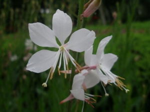 �׵����Ĺ�Ч������ ����׳�� ���ɢ��