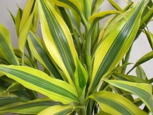 ������Ĺ�Ч������ ���ٷ���