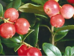 ��ķ����Ӫ����ֵ ��ķ���Ĺ�Ч������