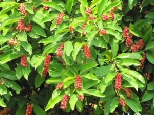 ��ҩ���²�Ĺ�Ч������ ��ҩ���²��������