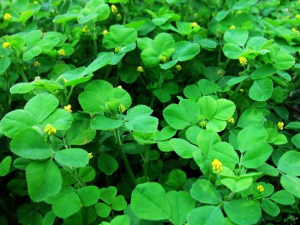 ������ޣ