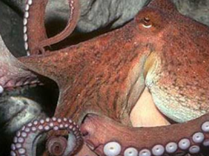 �����Ӫ����ֵ �����������Ⱥ