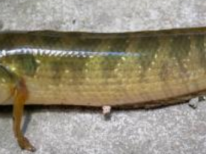 ������Ӫ����ֵ ������������Ⱥ