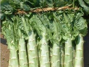 ���ĵĹ�Ч������ ���ĵĸ���