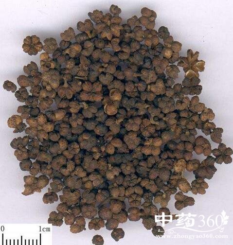 <a href='https://www.zhongyao360.com/z/wuzhuyu/' target='_blank'>吴茱萸</a>的作用与功效|使用禁忌