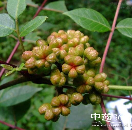 吴茱萸的作用与功效|使用禁忌