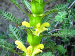 ��ﳯ����