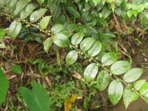 ë����Ĺ�Ч������ ë����ĸ�����