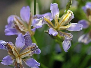 �����ȵĹ�Ч������ �����ȱ��� ��������ζ�龭