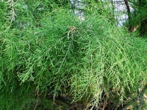 ɽ�����Ĺ�Ч������ ɽ�������÷�����