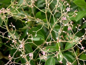 ʮ֢ĹЧ ʮ֢ ʮ֢÷