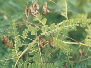 补虚助气饮处方 补虚助气饮功效 补虚助气饮各家论述