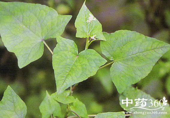 苦荞头 - 中药大全 - 中药360