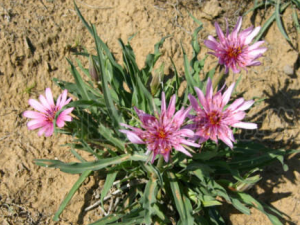 �����Ų�