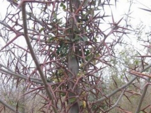 ���Ǵ̵Ĺ�Ч�����ü�����