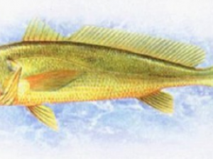 ������ʳ�÷��� ������������Ⱥ