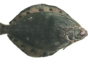 ����ʲô��֪���� ����ʳ�÷���