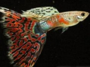 ��β����ô�� ��β���������Ⱥ