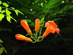 �������Ĺ�Ч�����ü�����