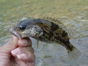 �����Ӫ����ֵ����Ч������