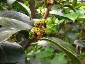 �ܻ�ɽ���Ĺ�Ч������ �ܻ�ɽ���÷����� �ܻ�ɽ��ҩ������