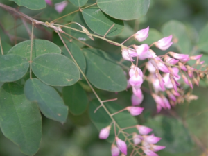 ���Ϻ�����