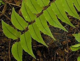 ��Ҷ����