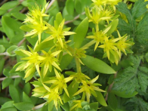 ������֧