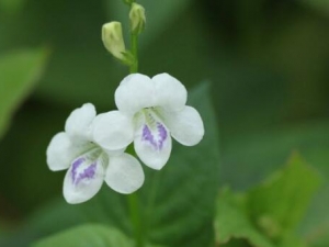 ʮ����Ĺ�Ч������ ���˽ӹ� �ⶾֹʹ