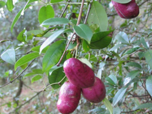 ���ǹ�ɽ��