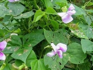 ǭ��������