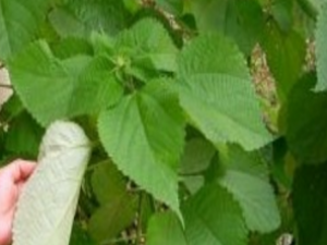 ��Ҷˮ����