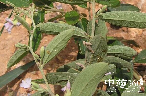 山芝麻的功效与作用 山芝麻的用法用量和使用禁忌-中药360
