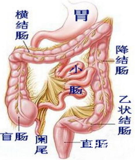 如何排毒 走出排毒误区