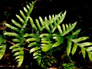 �����Ĺ�Ч�����ü�����