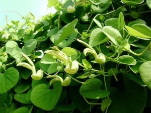 ������Ĺ�Ч�����ü�����