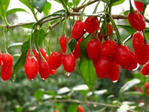 ����ӵ������빦Ч������