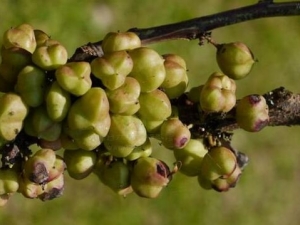 �ܻ�����ľ�Ĺ�Ч������ �ܻ�����ľ�ļ���