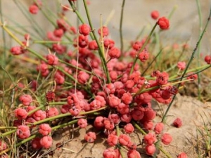 �������ɢ���� �������ɢ��Ч �������ɢ��������