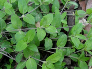 ��ë����