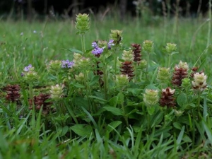 �ĿݲݵĹ�Ч�����ü�����