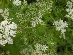 ����ɢ���� ����ɢ��Ч ����ɢ��������