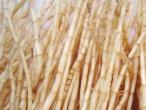 ��é���Ĺ�Ч���� ��é����ҩ�ü�ֵ